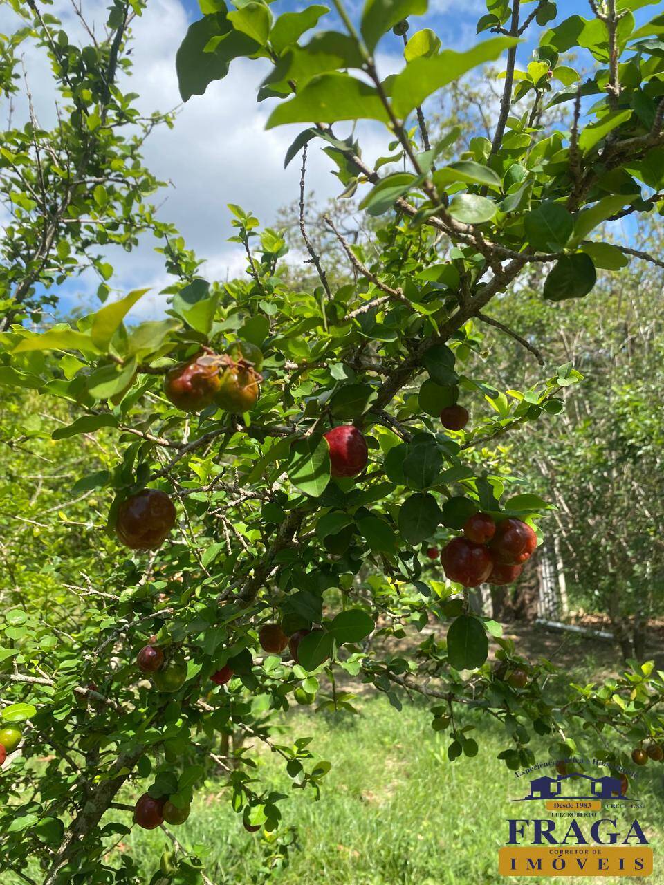 Fazenda à venda com 4 quartos, 424m² - Foto 66